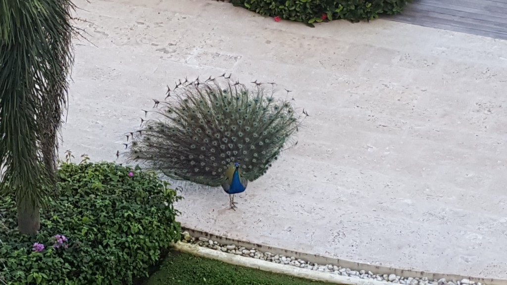 A peacock, strolling down a sidewalk with his tail all open.