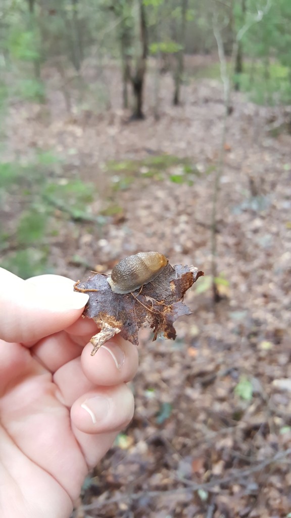 My hand, holding a dead leaf upon which a little slug is perched.