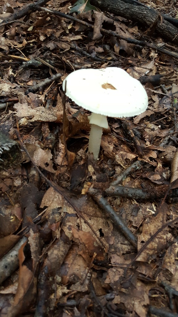 A tall white mushroom against a field of brown forest debris, like sticks and leaves.