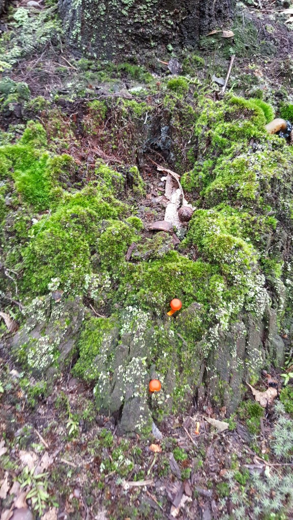 Another stump, this one covered in bright green lichen and little tiny red mushrooms like berries.