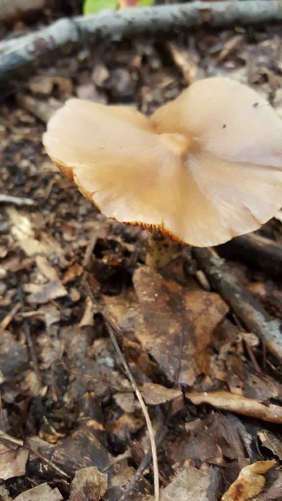 A flat-topped brown mushroom