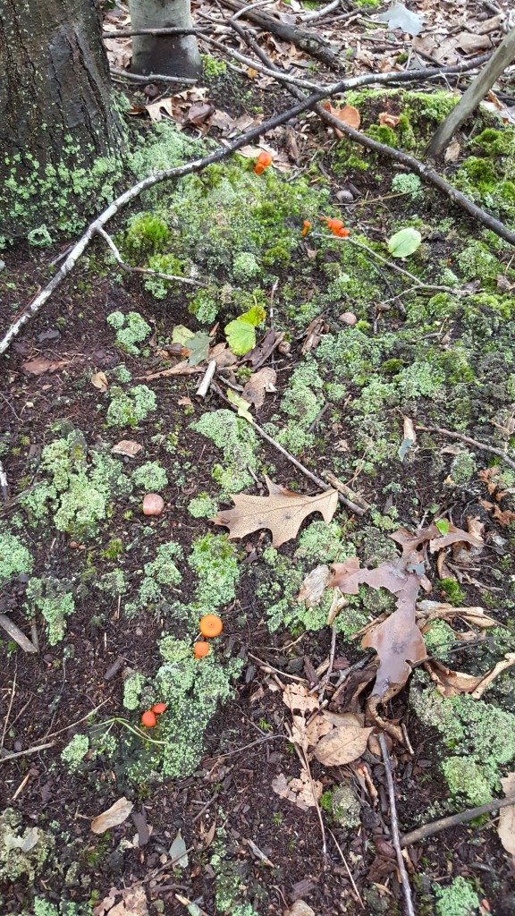 The forest floor, with vibrant green moss, brown dead leaves, and bright orange mushrooms.