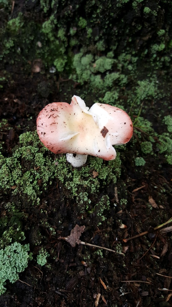 A pink and white mushroom that has clearly been nibbled by some kind of fauna.
