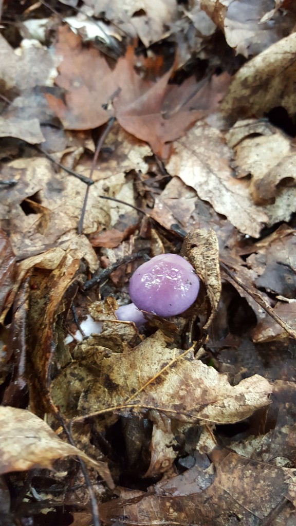 A little purple mushroom peeking out from under some dead leaves.
