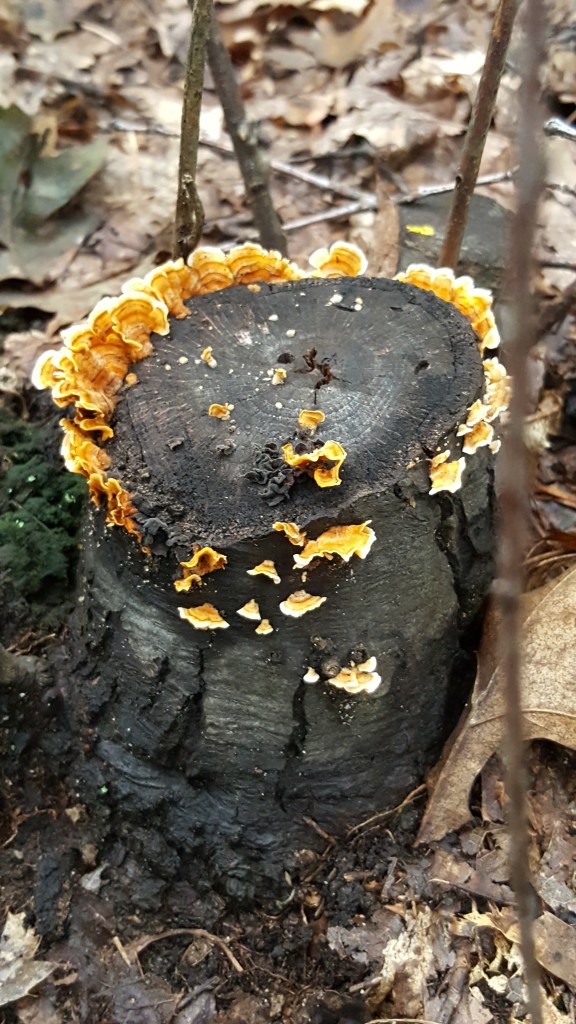 A tree stump with flat, orange mushrooms growing on it, around the sides and the rim of the top.