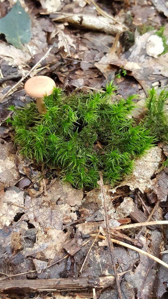 A little clump of green fern stuff with a single tan mushroom beside it. It's like a little island in the middle of some dead leaves.