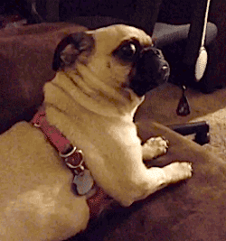A pug dog slowly turning his head to stare incredulously at the camera.
