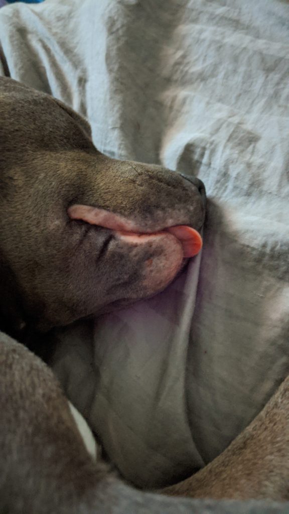 Puppers sleeping with her tongue out.