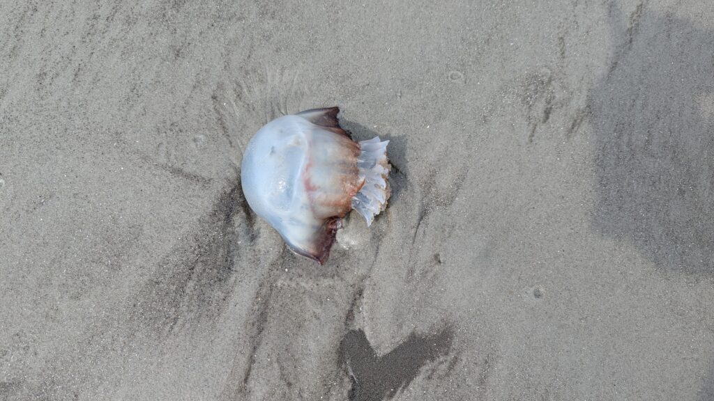 A dead cannonball jellyfish on the sand like a gross blob of goo.
